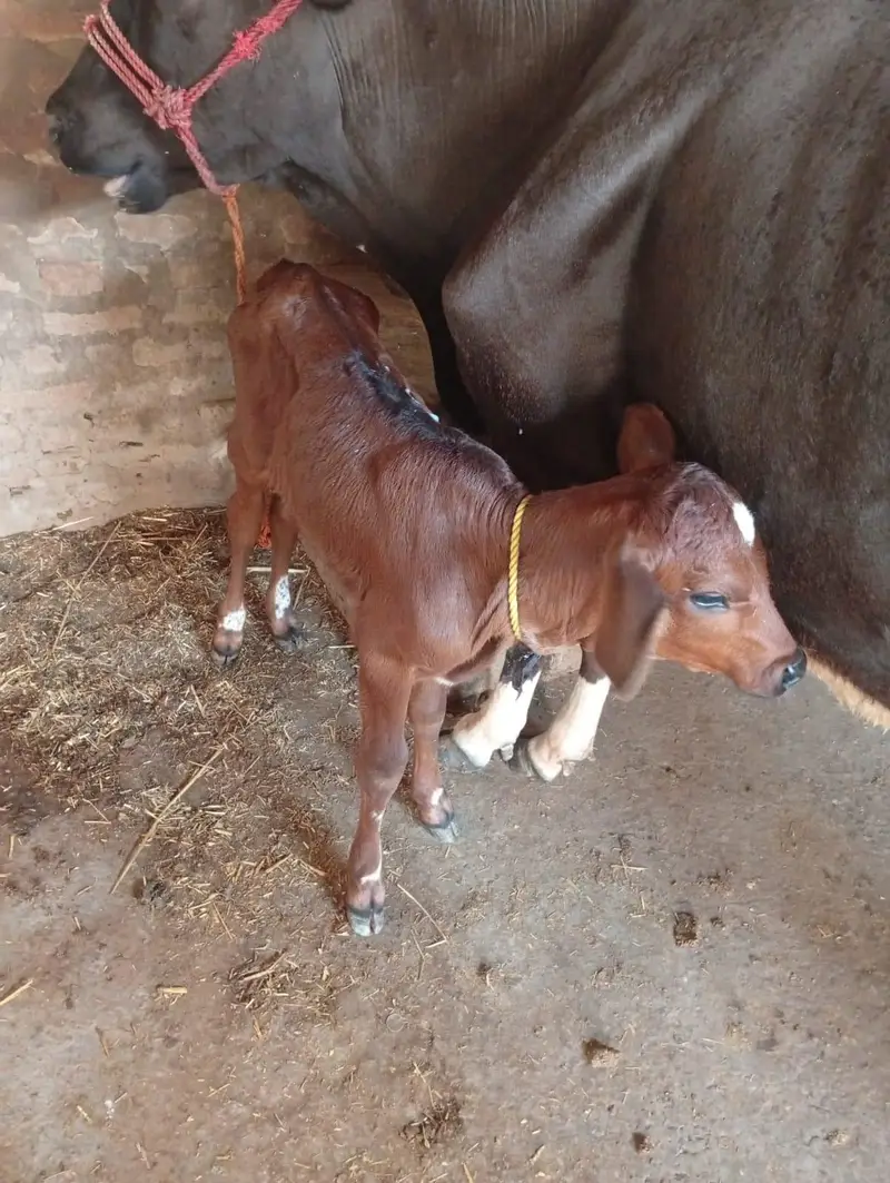 jarsi cholistani cow — photo 3
