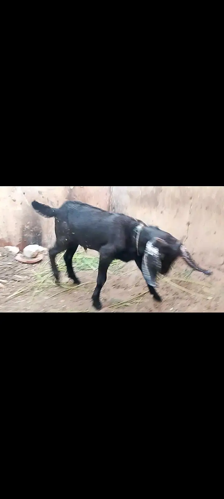 tapri nasal ka bkra vip hight kry ga — photo 4