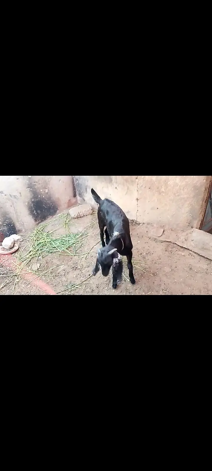 tapri nasal ka bkra vip hight kry ga — photo 5