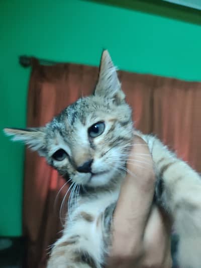 2 cats for sale