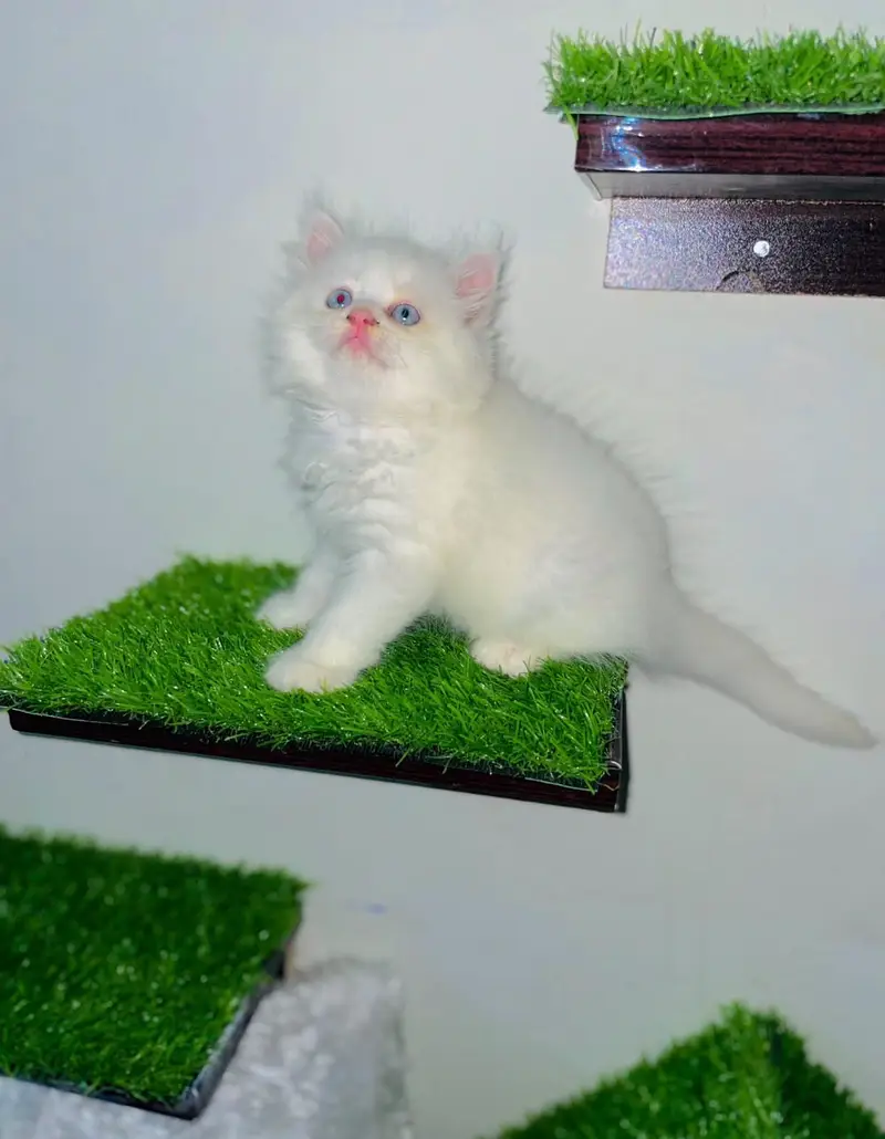 White Persian Kittens/Triple coated/blue eyes/Cats/Male/Female — photo 2