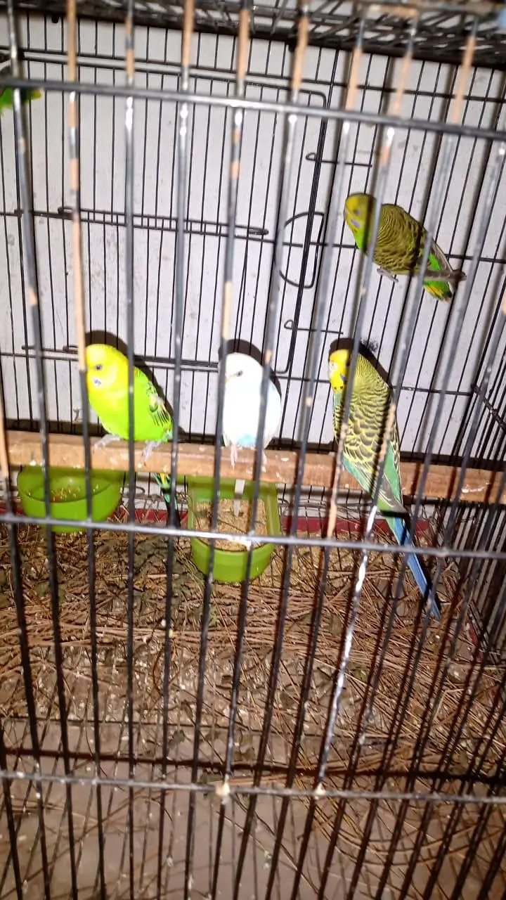 love birds breeder pair for sale ha — photo 2