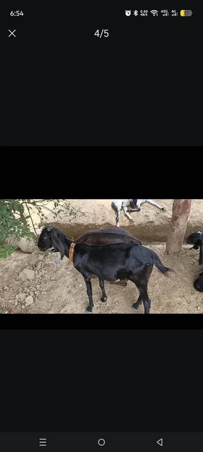 desi tedi bakri