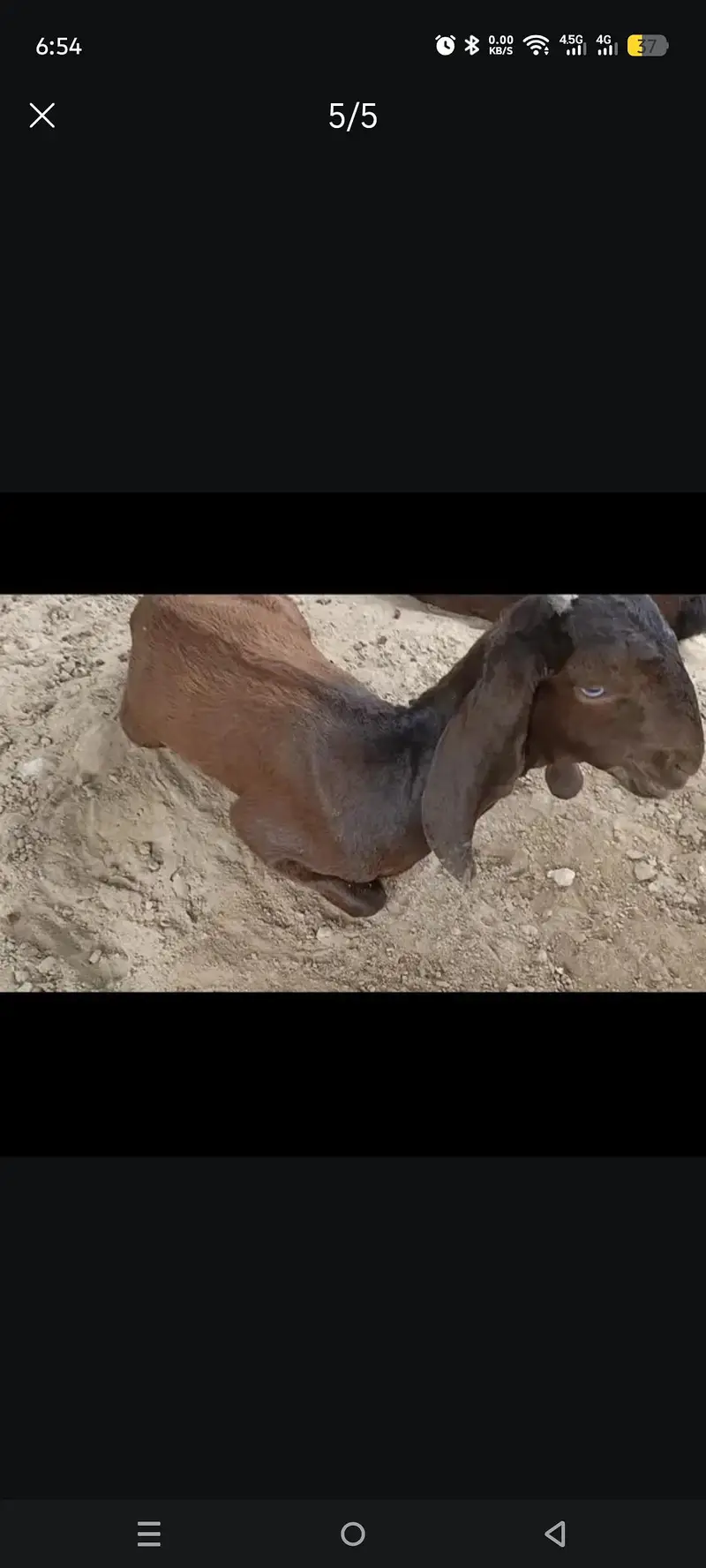 desi tedi bakri — photo 2