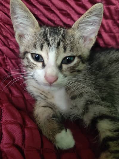 2 cats for sale