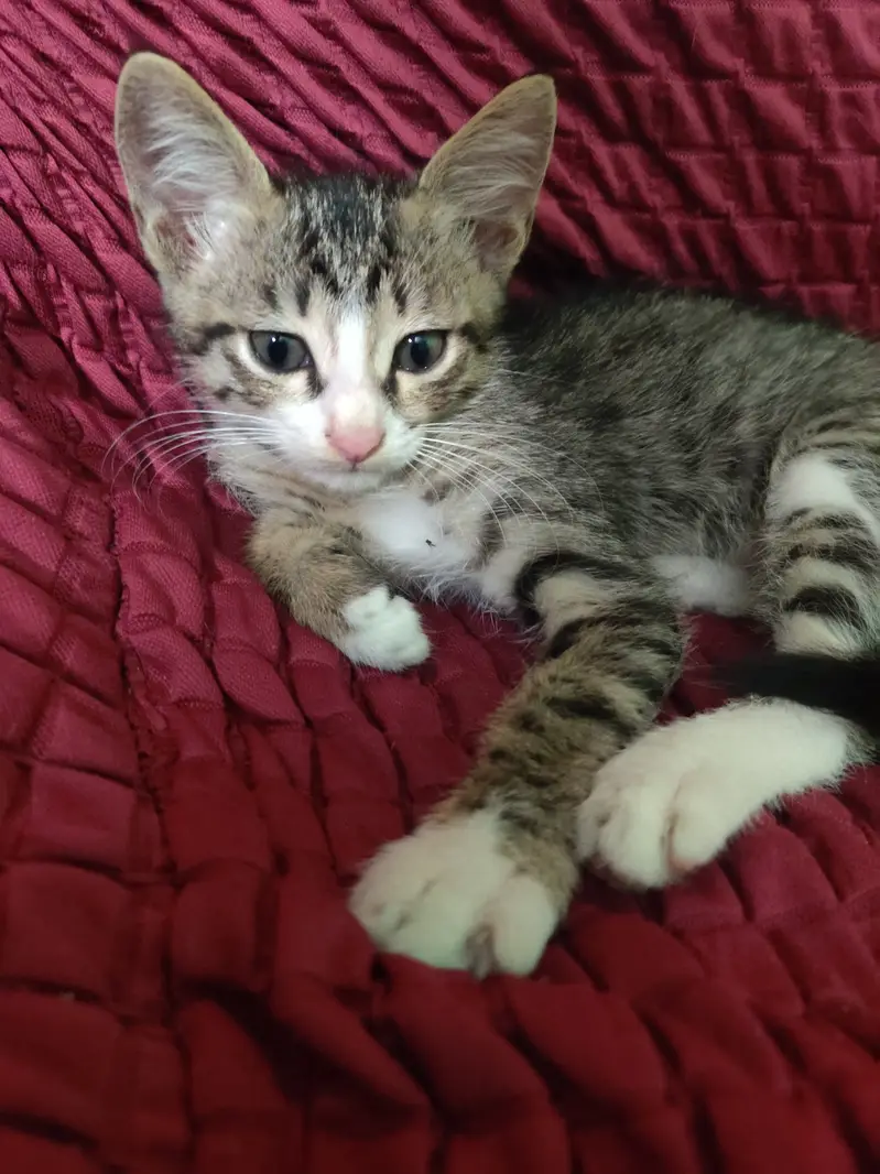 2 cats for sale — photo 3