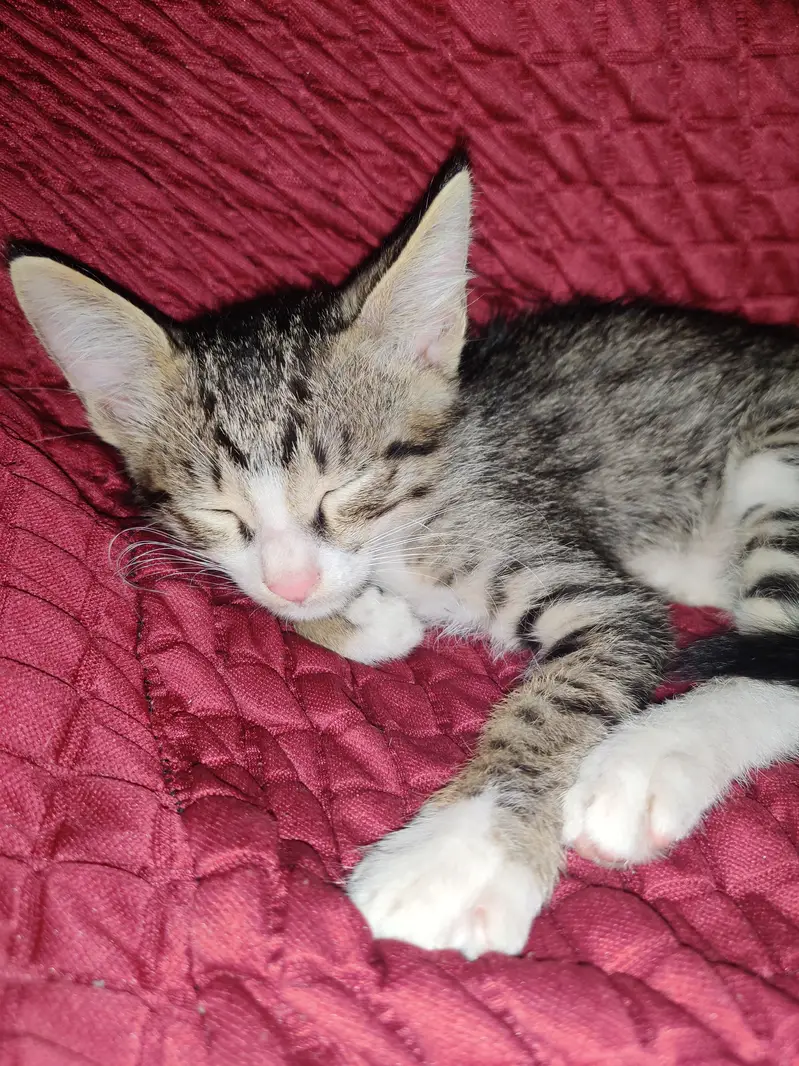 2 cats for sale — photo 4