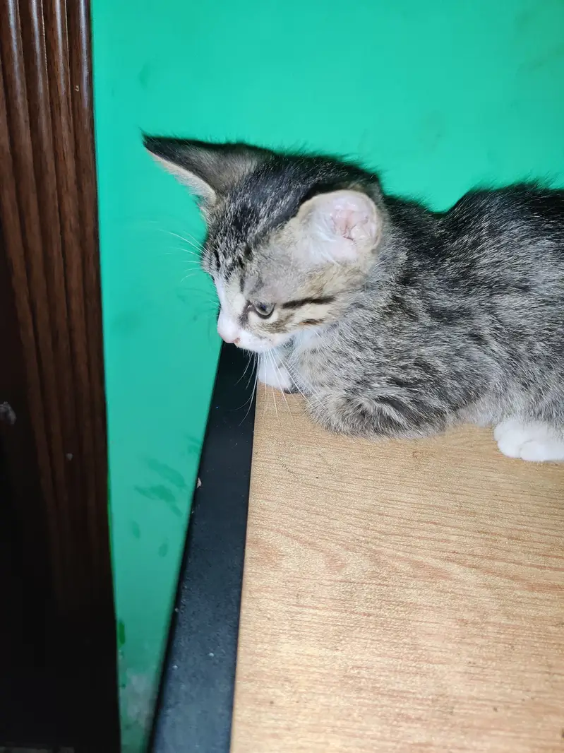 2 cats for sale — photo 5