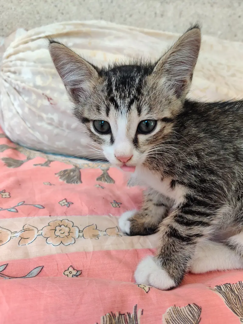 2 cats for sale — photo 6
