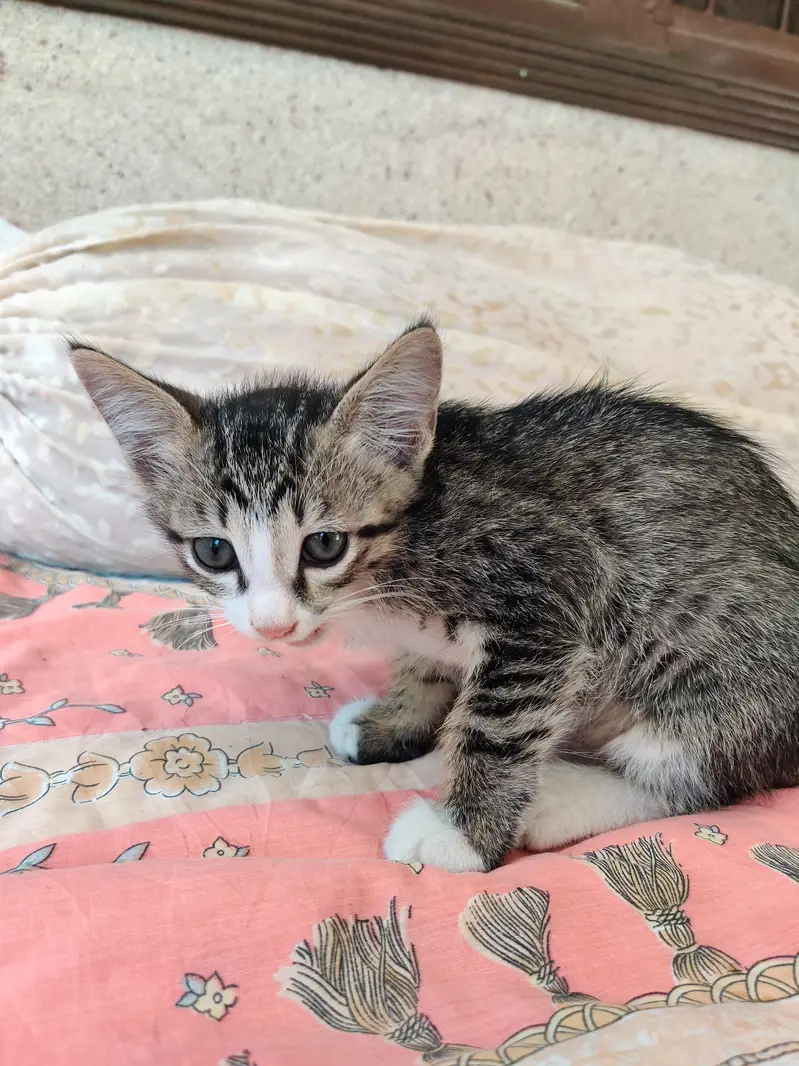 2 cats for sale — photo 7
