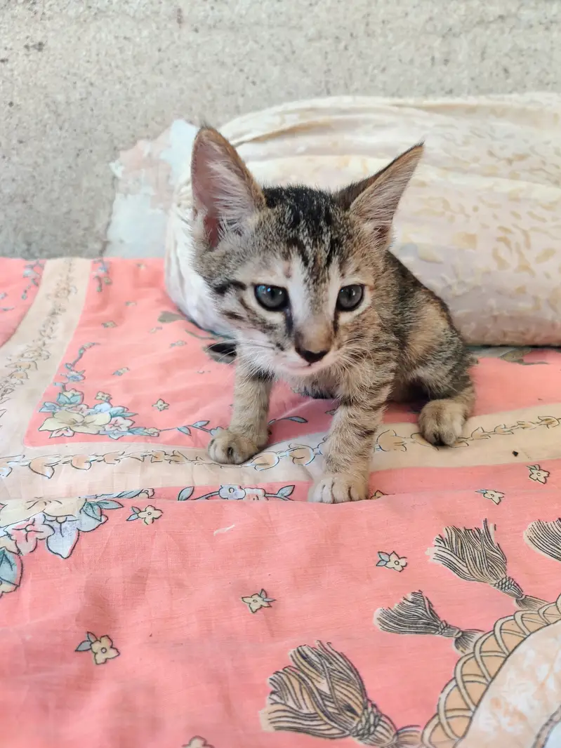 2 cats for sale — photo 8