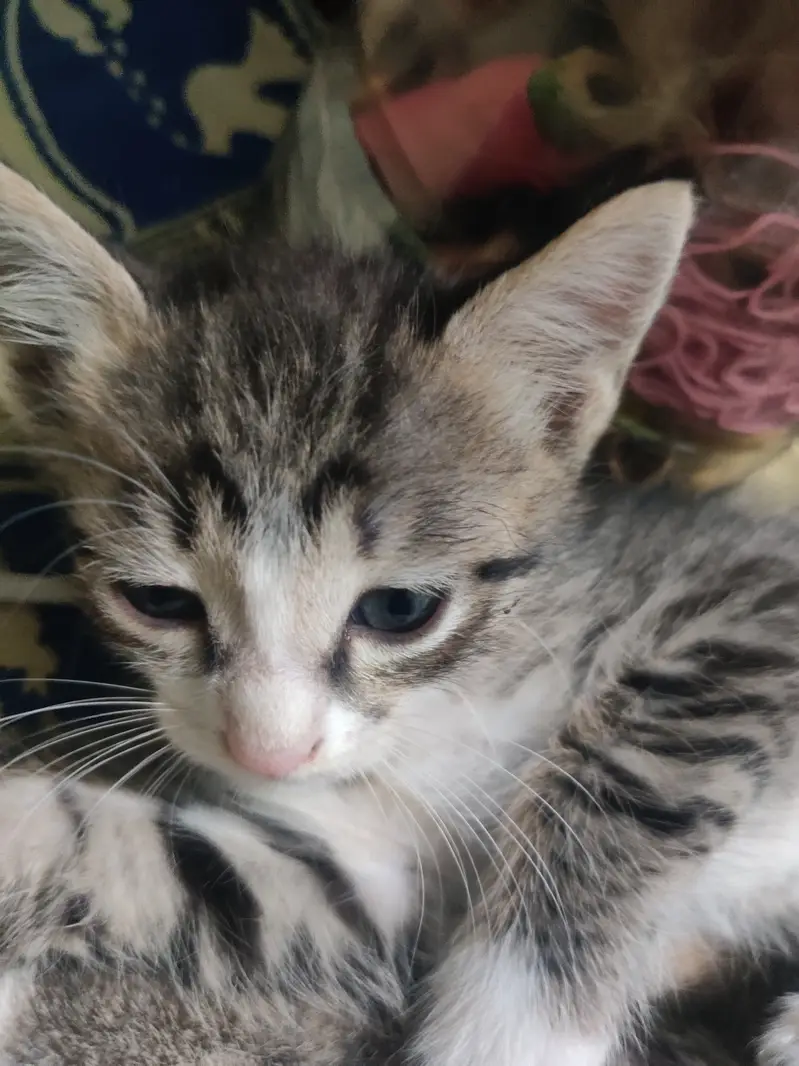 2 cats for sale — photo 9