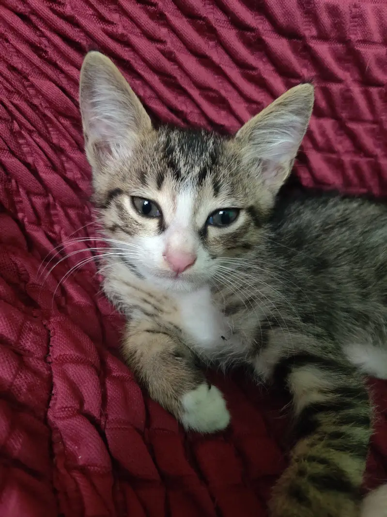 2 cats for sale — photo 10