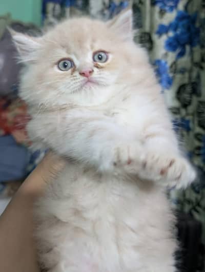 persian kitten sale