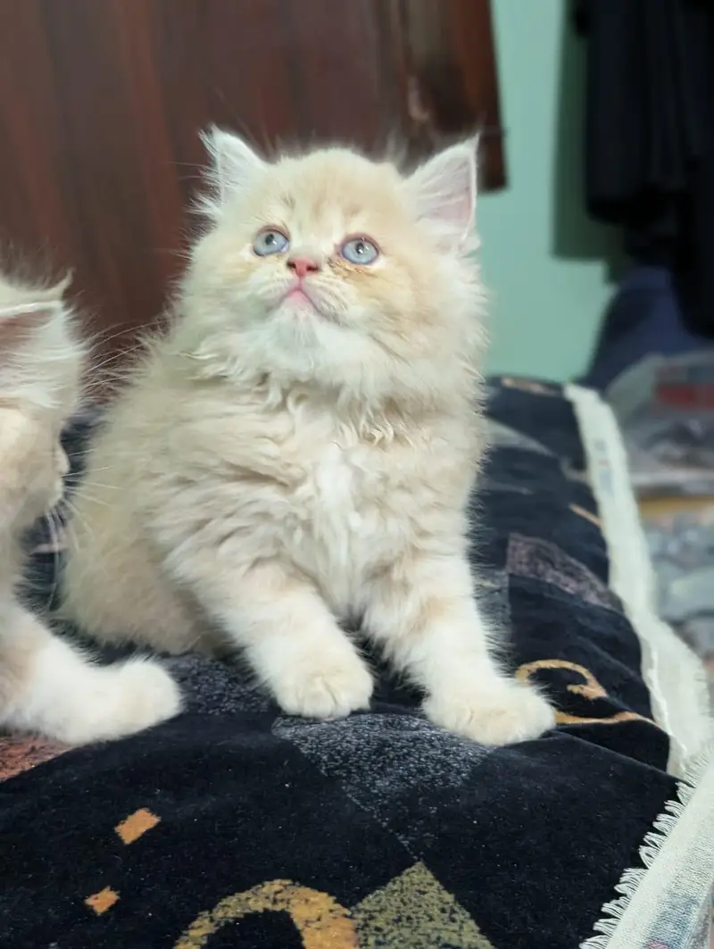 persian kitten sale — photo 2