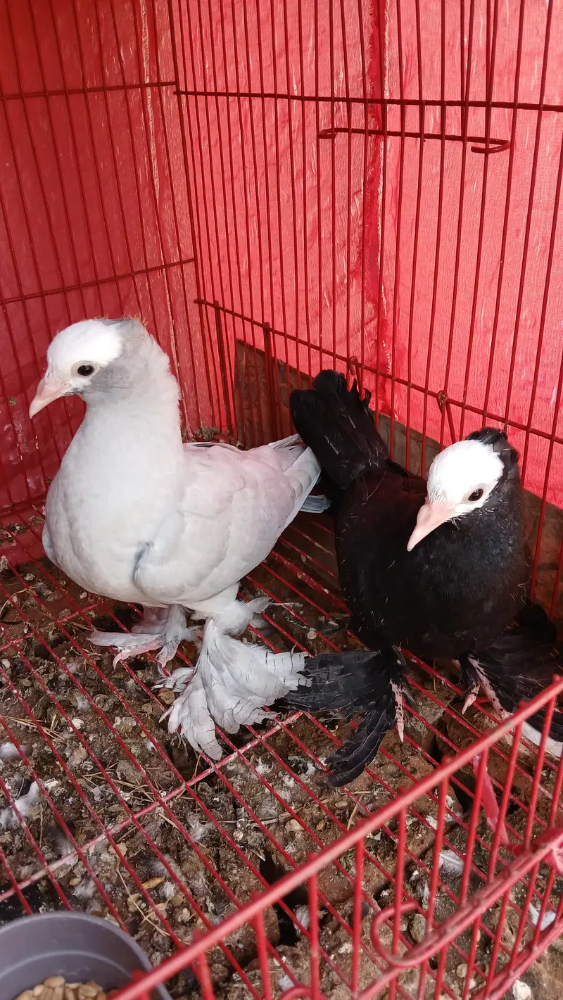 Long Pamose Mukhi pathay — photo 4