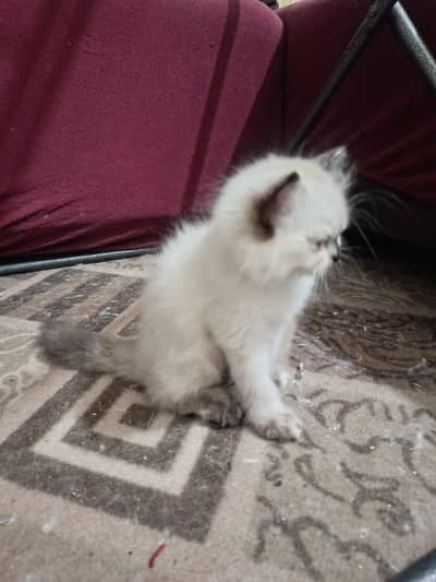 Triple coat Persian short leg from 8000 to 15000