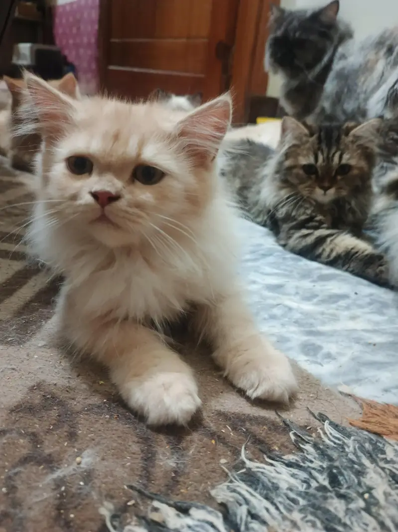 Triple coat Persian short leg from 8000 to 15000 — photo 2