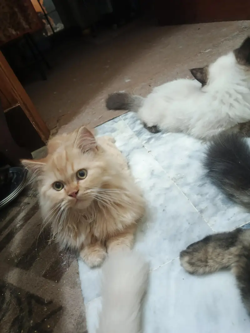 Triple coat Persian short leg from 8000 to 15000 — photo 3
