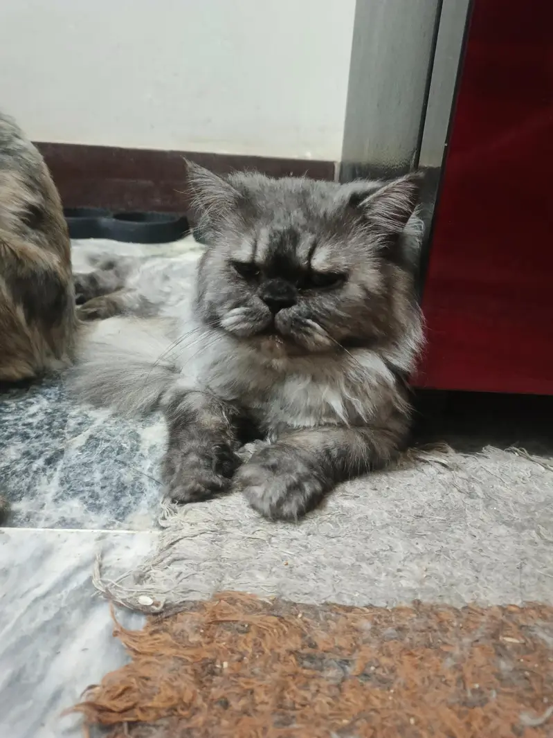 Triple coat Persian short leg from 8000 to 15000 — photo 4