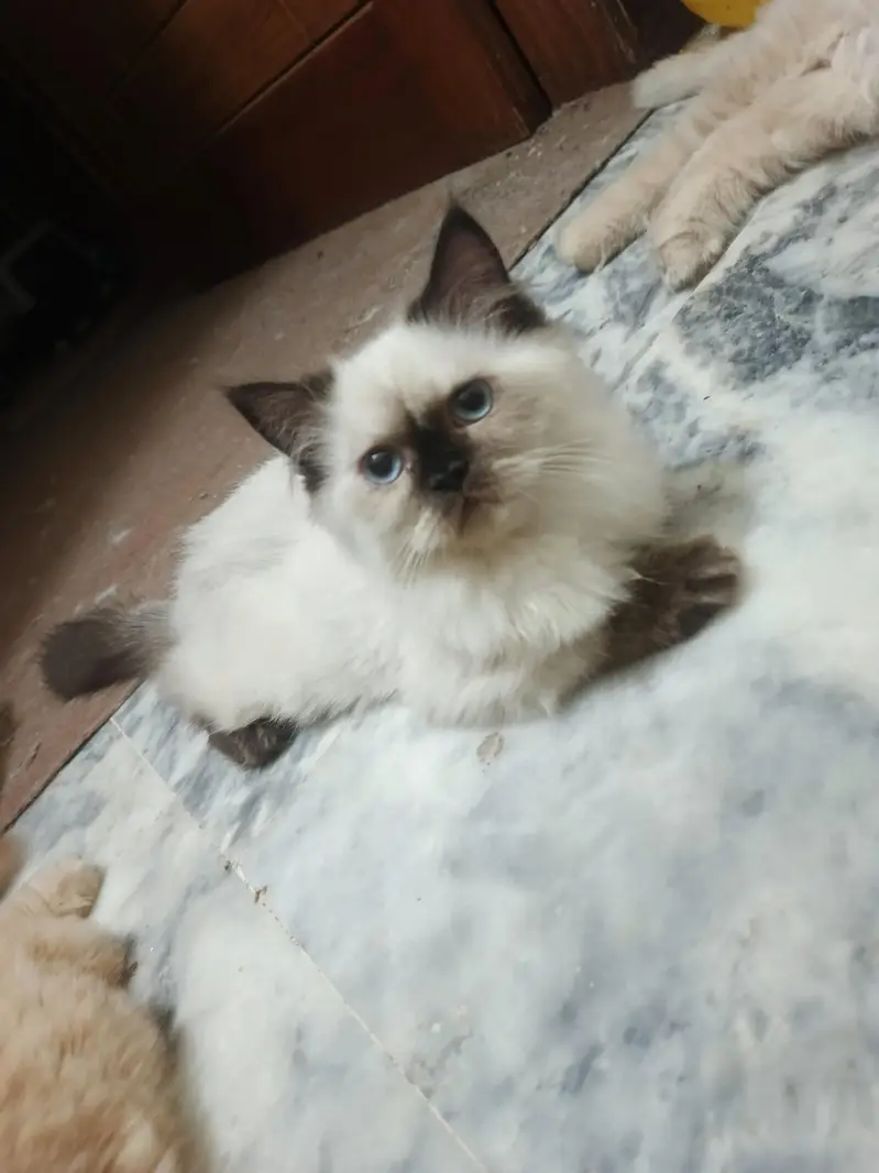 Triple coat Persian short leg from 8000 to 15000 — photo 5