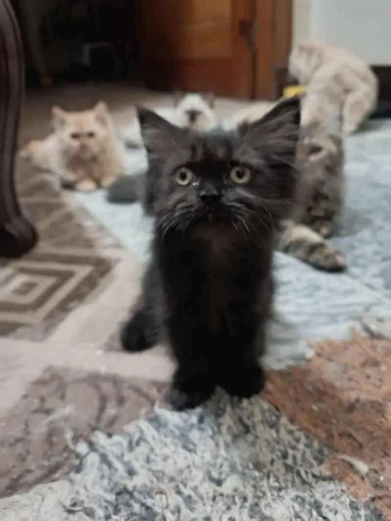 Triple coat Persian short leg from 8000 to 15000 — photo 6