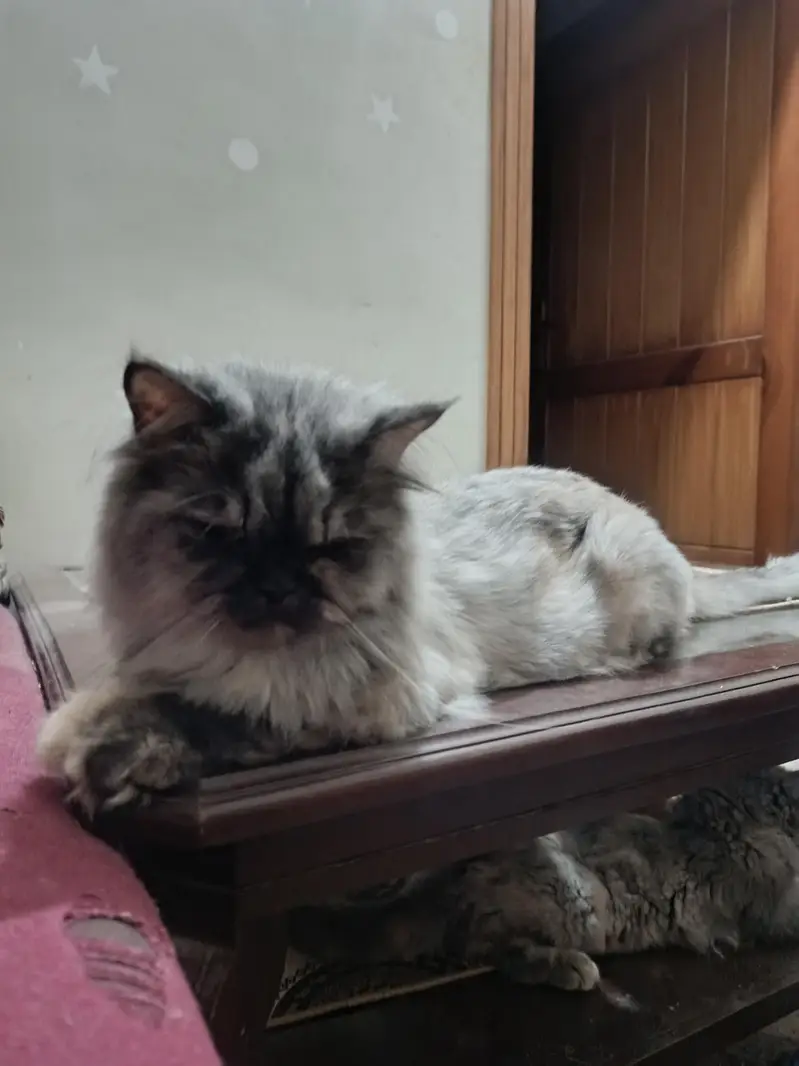 Triple coat Persian short leg from 8000 to 15000 — photo 7