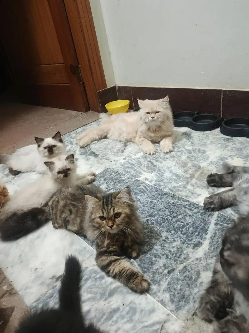 Triple coat Persian short leg from 8000 to 15000 — photo 8