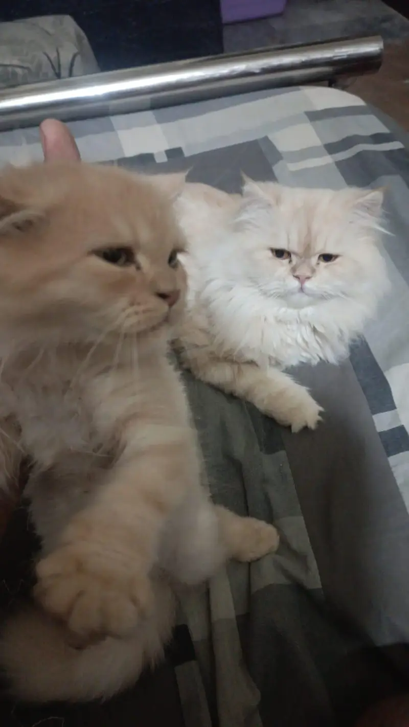 Triple coat Persian short leg from 8000 to 15000 — photo 9
