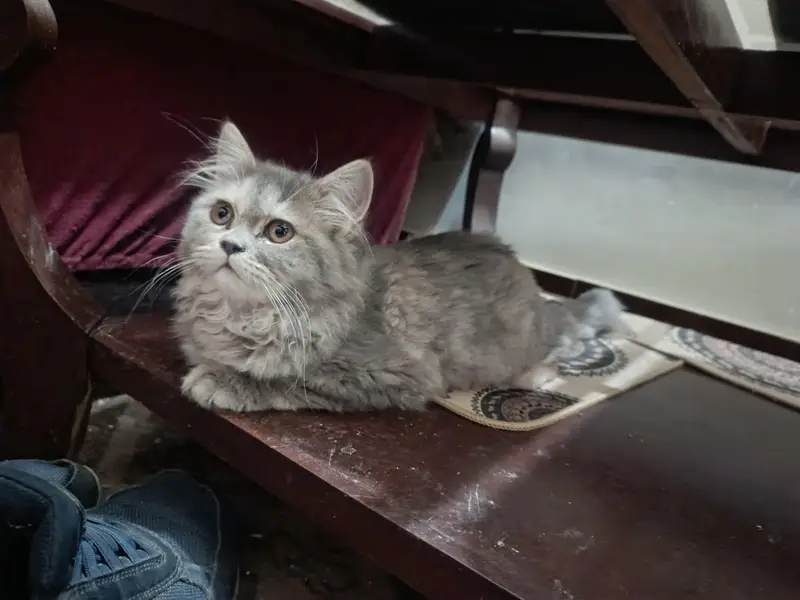 Triple coat Persian short leg from 8000 to 15000 — photo 10