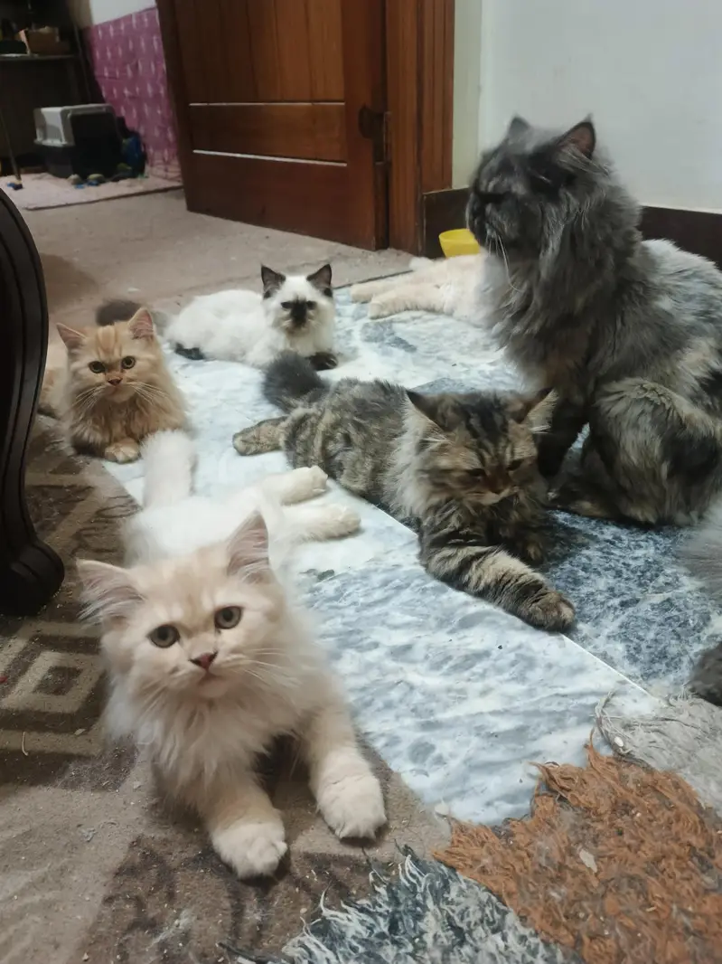 Triple coat Persian short leg from 8000 to 15000 — photo 11