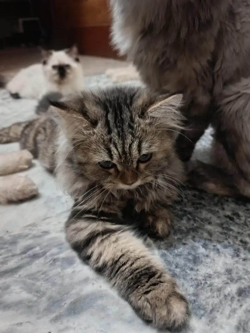 Triple coat Persian short leg from 8000 to 15000 — photo 12