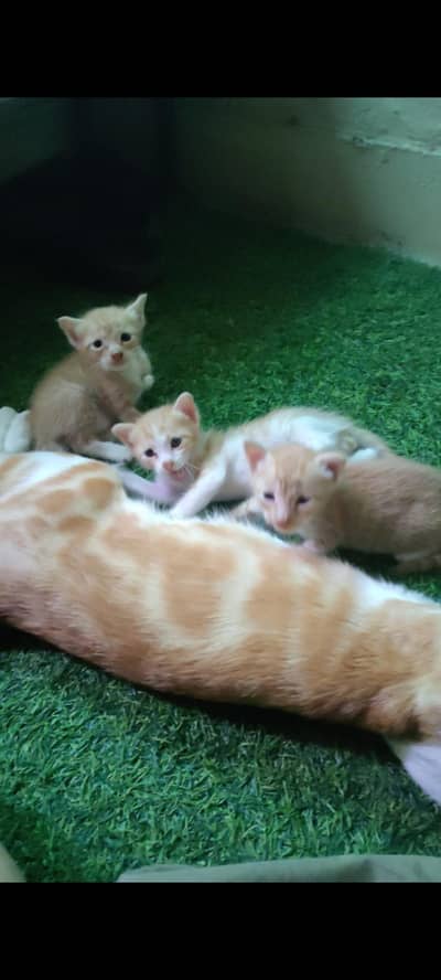Adorable Playful Orange Kittens with Mother Cat for Sale