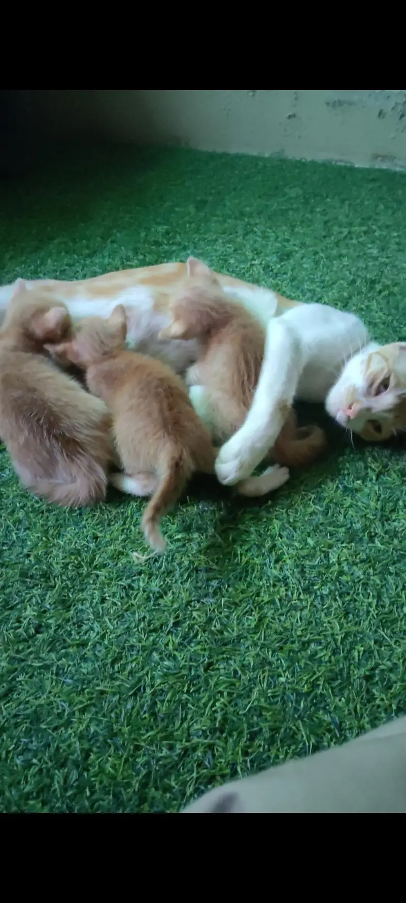Adorable Playful Orange Kittens with Mother Cat for Sale — photo 2