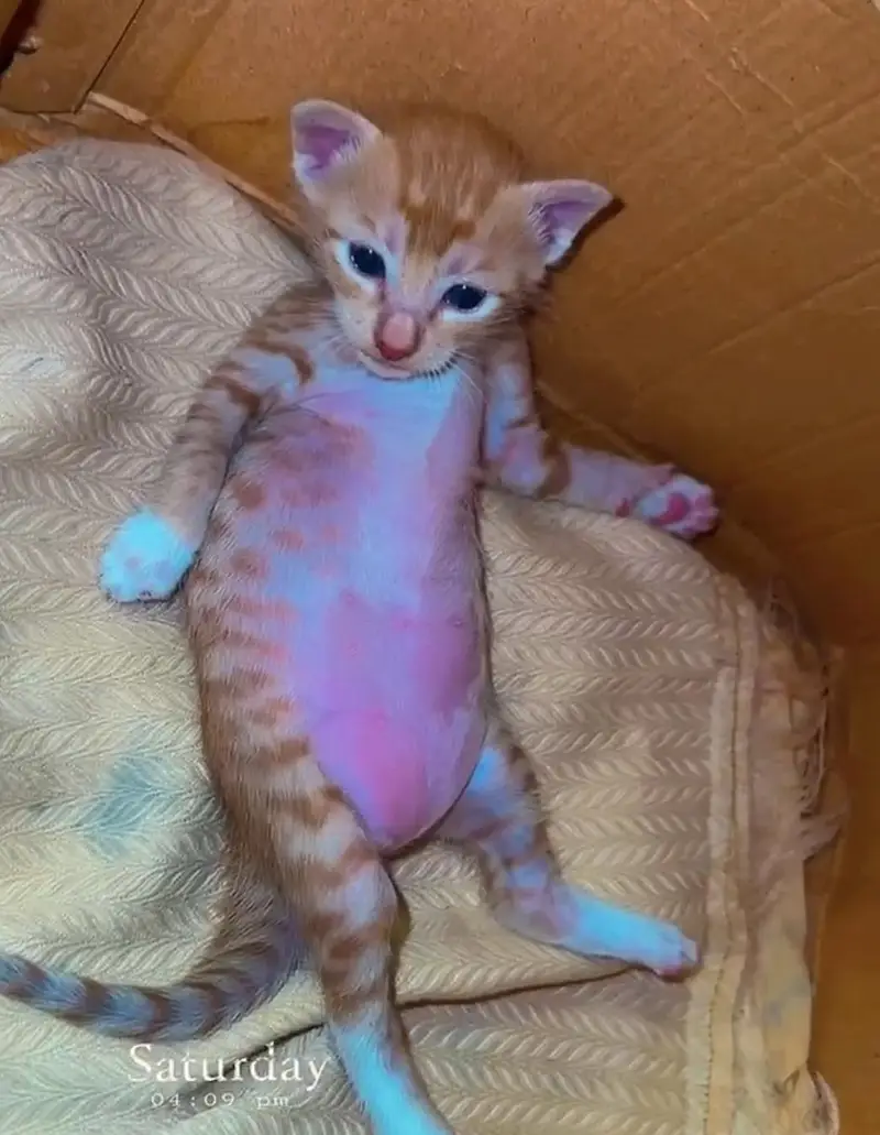Adorable Playful Orange Kittens with Mother Cat for Sale — photo 3
