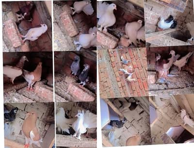 total 16 pigeon for sale