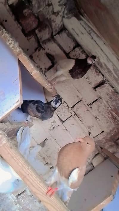 total 10 pigeon for sale