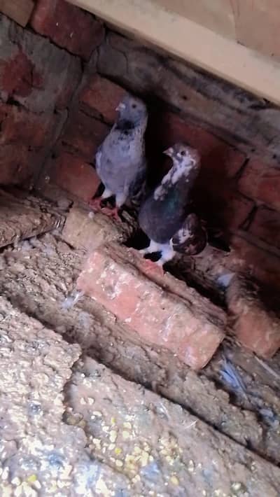 total 10 pigeon for sale