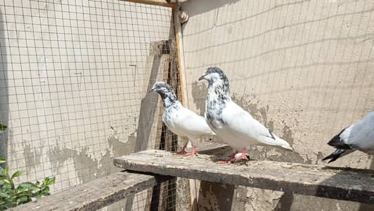 sialkoti pair bachy ourny wala pair bohat Acha sath bacha b 1