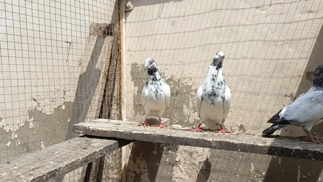 sialkoti pair bachy ourny wala pair bohat Acha sath bacha b 1 — photo 2