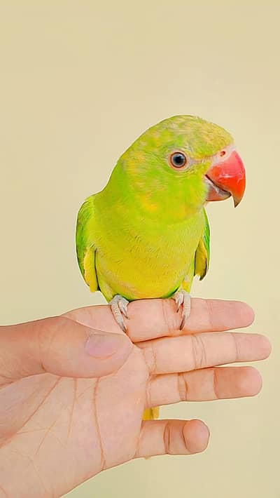 Hand Tamed Self Ringneck Male