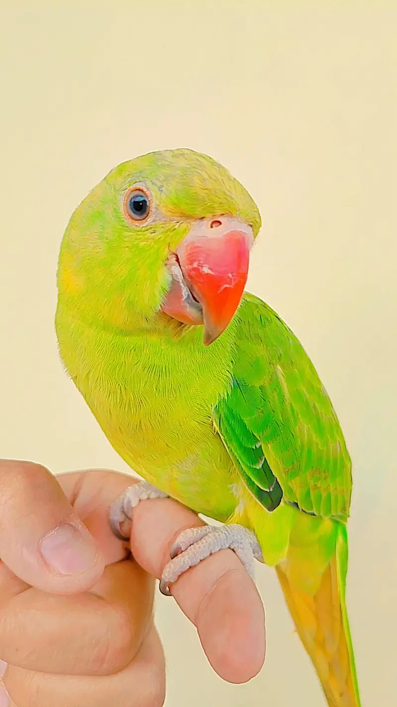 Hand Tamed Self Ringneck Male — photo 2