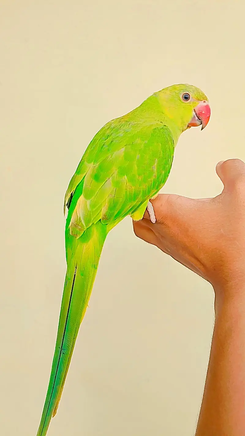 Hand Tamed Self Ringneck Male — photo 3