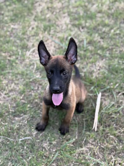 Belgian Malinois Female Puppy – 45 Days Old (Non-Pedigree)