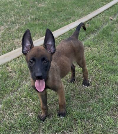 Belgian Malinois Female Puppy – 45 Days Old (Non-Pedigree)