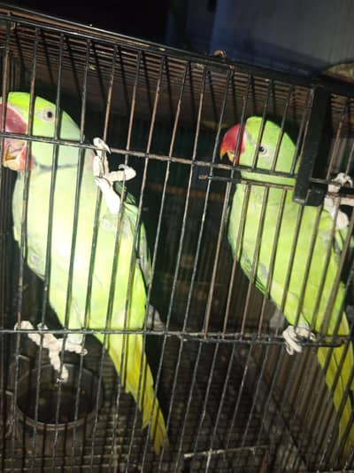 Kashmir raw parrot breader pair.
