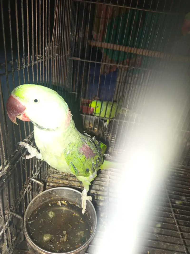 Kashmir raw parrot breader pair. — photo 2