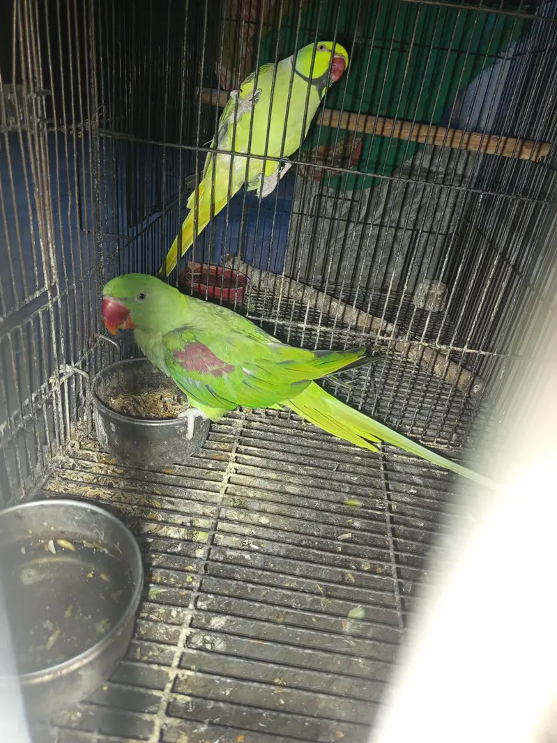 Kashmir raw parrot breader pair. — photo 3