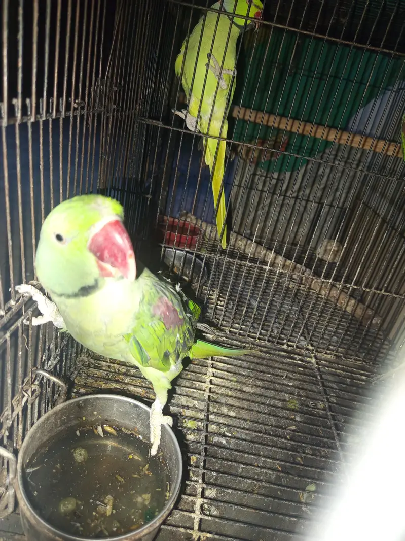 Kashmir raw parrot breader pair. — photo 4
