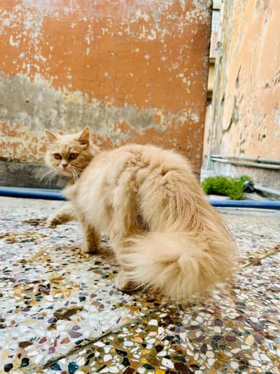 Healthy Female Persian Cat for Sale | Long Coat Pure Persian